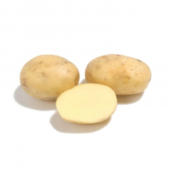 Картофель  Коломба 1 кг(Элита) в #REGION_NAME_DECLINE_PP#